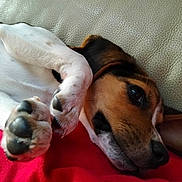 Bianca participe au concours pour gagner de l'argent avec cette photo : dog, paw, close_up, lying_down, relaxed, beige_background, red_surface, pet, canine, fur, nose, ears, sleepy, domestic_animal, animal, whiskers, muzzle, resting, indoor, cute