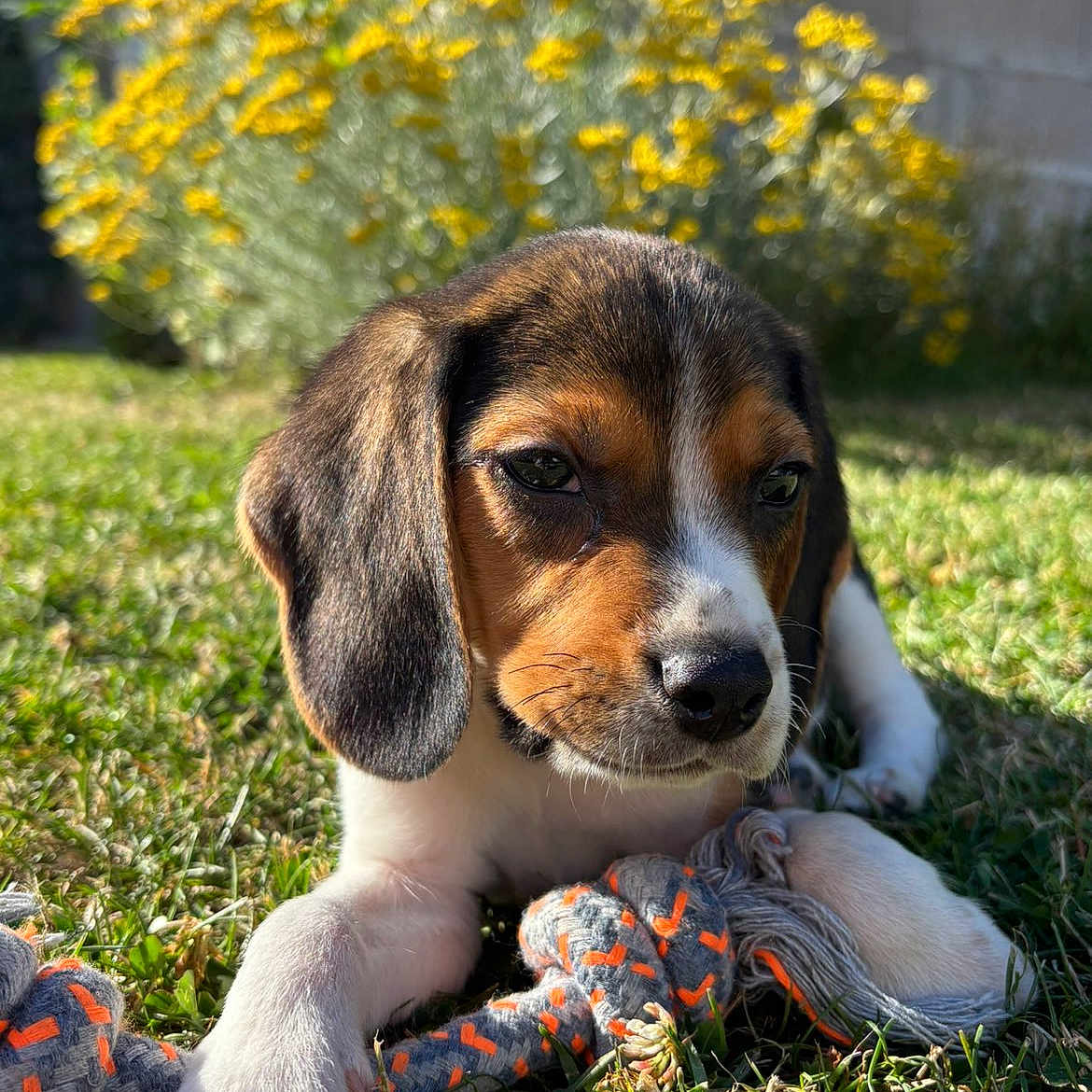 Bianca participe au concours pour gagner de l'argent avec cette photo : puppy, dog, beagle, grass, toy, rope_toy, yellow_flowers, outdoor, sunlight, pet, cute, animal, nature, playful, young_dog, closeup, daylight, fur, ears, paw
