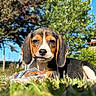 Bianca participe au concours pour gagner de l'argent avec cette photo : puppy, beagle, dog, grass, outdoor, sunny, nature, pet, cute, animal, canine, young, portrait, ears, nose, eyes, fur, playful, toy, daytime