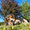 Bianca a rejoint le concours — aidez-le/la à gagner de superbes lots ! puppy, dog, grass, toy, outdoor, playful, nature, blue_sky, tree, summer, pet, animal, chewing, cute, young, sunlight, greenery, closeup, lying_down, daytime