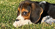 Bianca participe au concours pour gagner de l'argent avec cette photo : puppy, dog, grass, outdoor, toy, animal, pet, cute, playful, brown, black, white, ears, fur, nature, sunlight, closeup, lying, young, adorable