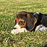 puppy, dog, grass, outdoor, toy, animal, pet, cute, playful, brown, black, white, ears, fur, nature, sunlight, closeup, lying, young, adorable