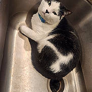 Curello joined the competition — help win amazing prizes! cat, black_and_white, sink, collar, pet, domestic_animal, fur, curious, indoor, kitchen, metal, relaxed, animal, whiskers, close_up, looking, cute, feline, resting, household