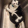 cat, black_and_white, sink, collar, pet, domestic_animal, fur, curious, indoor, kitchen, metal, relaxed, animal, whiskers, close_up, looking, cute, feline, resting, household