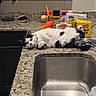 animal, appliance, black_and_white, box, cat, cleaning_supplies, collar, countertop, domestic, feline, granite, household, indoor, kitchen, pet, relaxed, resting, sink, soap, sponges