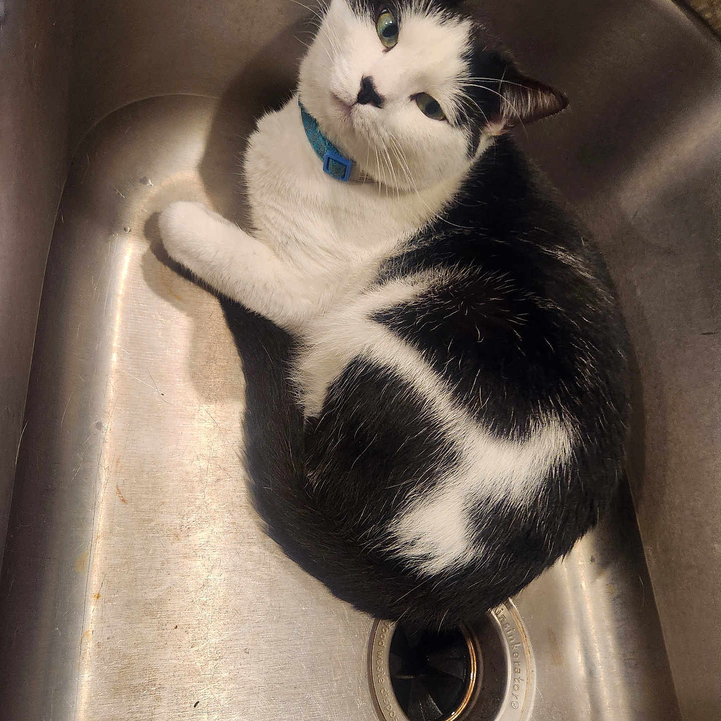 Curello is registered to the contest to win money with this photo: cat, black_and_white, sink, collar, pet, indoor, curious, feline, animal, domestic_cat, resting, looking_up, kitchen, metal_surface, whiskers, fur, cute, cozy, household, drain