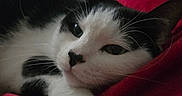 Curello joined the competition — help win amazing prizes! cat, black_and_white, feline, pet, animal, resting, cozy, blanket, red_blanket, indoor, closeup, whiskers, relaxed, sleepy, fur, cute, domestic_cat, soft, face, portrait