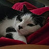 cat, black_and_white, feline, pet, animal, resting, cozy, blanket, red_blanket, indoor, closeup, whiskers, relaxed, sleepy, fur, cute, domestic_cat, soft, face, portrait