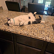 Curello is registered to the contest to win money with this photo: cat, black_and_white, lounging, kitchen, countertop, granite, relaxed, indoor, domestic, pet, feline, fur, paws, collar, chairs, window, door, cabinet, floor, natural_light