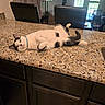 cat, black_and_white, lounging, kitchen, countertop, granite, relaxed, indoor, domestic, pet, feline, fur, paws, collar, chairs, window, door, cabinet, floor, natural_light