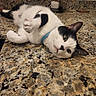 Curello is registered to the contest to win money with this photo: cat, black_and_white, pet, indoor, countertop, granite, curious, lying_down, collar, green_eyes, feline, domestic_cat, close_up, kitchen, resting, cute, animal, whiskers, ears, fur