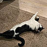 Curello joined the competition — help win amazing prizes! cat, black_and_white, stretching, carpet, floor, indoor, pet, feline, animal, relaxed, playful, fur, whiskers, tail, paw, home, wooden_floor, texture, mammal, domestic