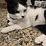 Curello joined the competition — help win amazing prizes! cat, black_and_white, pet, indoor, granite_countertop, collar, whiskers, fur, animal, resting, close_up, portrait, domestic_cat, cute, feline, laying_down, tabletop, eyes, ears, paw