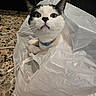 Curello joined the competition — help win amazing prizes! cat, plastic_bag, granite_countertop, black_and_white, curious, pet, indoor, collar, whiskers, ears, face, eyes, table, domestic_animal, fur, closeup, sitting, looking_up, household, cute