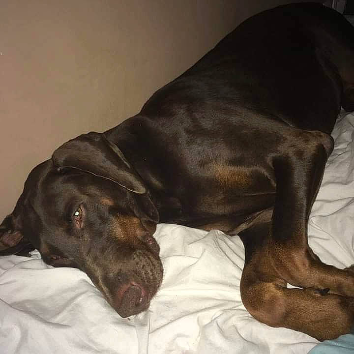 Jaya a rejoint le concours — aidez-le/la à gagner de superbes lots ! bed, canidae, carnivore, comfort, companion_dog, dog, dog_breed, dog_supply, ear, fawn, fur, guard_dog, gun_dog, linens, liver, pet_supply, snout, sporting_group, whiskers, working_animal