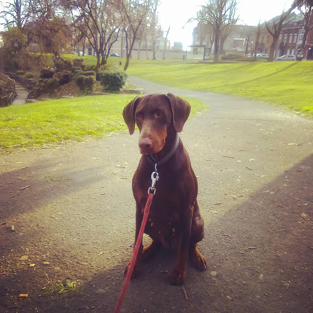 Jaya participe au concours pour gagner de l'argent avec cette photo : asphalt, carnivore, collar, companion_dog, dog, dog_breed, dog_collar, fawn, grass, liver, plant, public_space, road_surface, sky, snout, sporting_group, sunlight, tints_and_shades, tree, working_animal