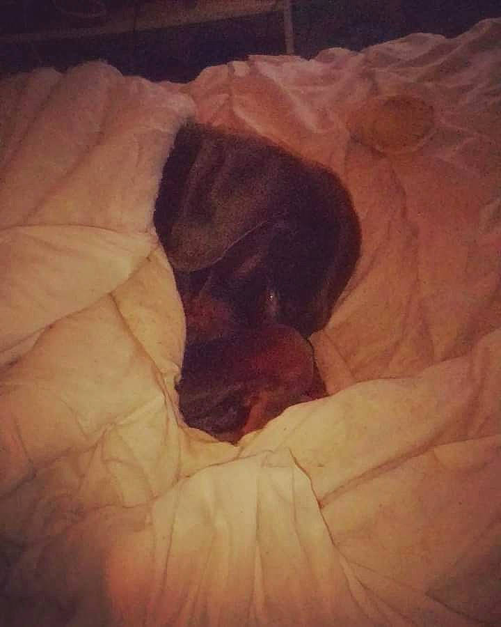 Jaya participe au concours pour gagner de l'argent avec cette photo : carnivore, cloud, comfort, companion_dog, darkness, dog, dog_breed, fawn, hardwood, linens, mammal, meteorological_phenomenon, paw, sky, sporting_group, textile, tints_and_shades, vertebrate, wood, working_animal