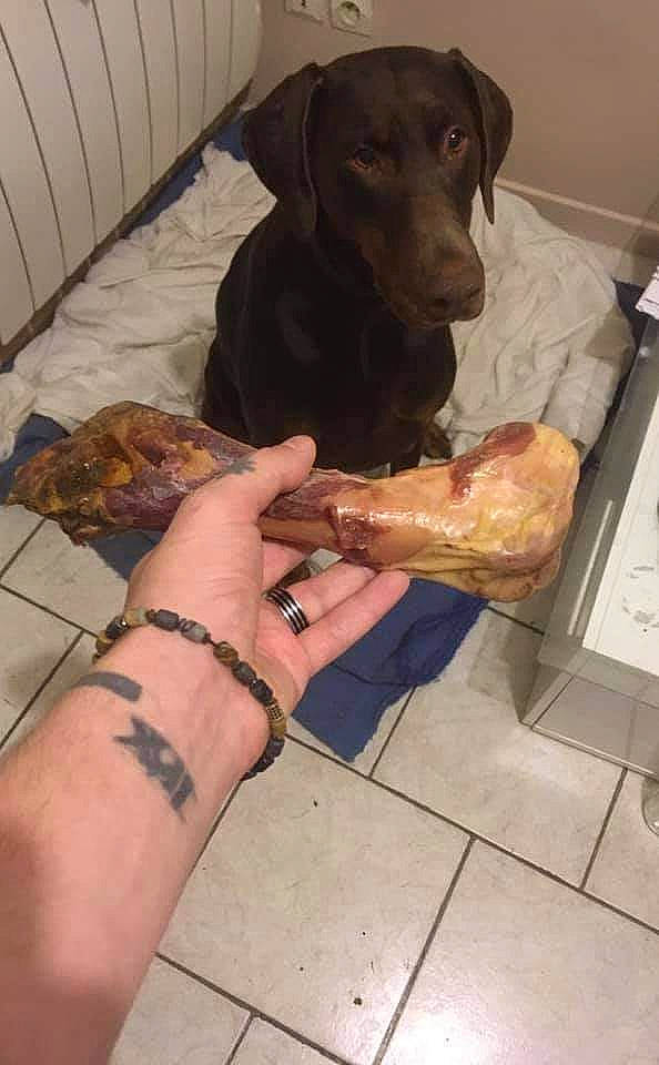 Jaya a rejoint le concours — aidez-le/la à gagner de superbes lots ! canidae, carnivore, comfort, companion_dog, dog, dog_breed, dog_supply, elbow, fawn, flooring, foot, human_leg, knee, liver, nail, pattern, snout, wood, working_animal, wrist