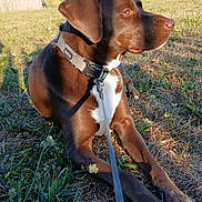 Sam participe au concours pour gagner de l'argent avec cette photo : dog, brown_dog, white_paws, leash, grass, park, trees, sunlight, outdoor, animal, pet, collar, fence, person, nature, field, resting, daylight, canine, quiet