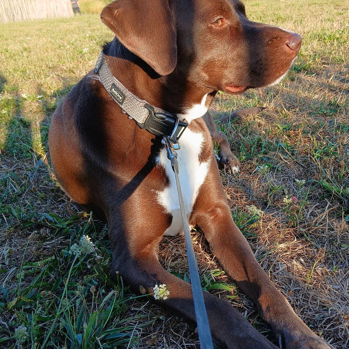 Sam participe au concours pour gagner de l'argent avec cette photo : animal, brown_dog, canine, collar, daylight, dog, fence, field, grass, leash, nature, outdoor, park, person, pet, quiet, resting, sunlight, trees, white_paws