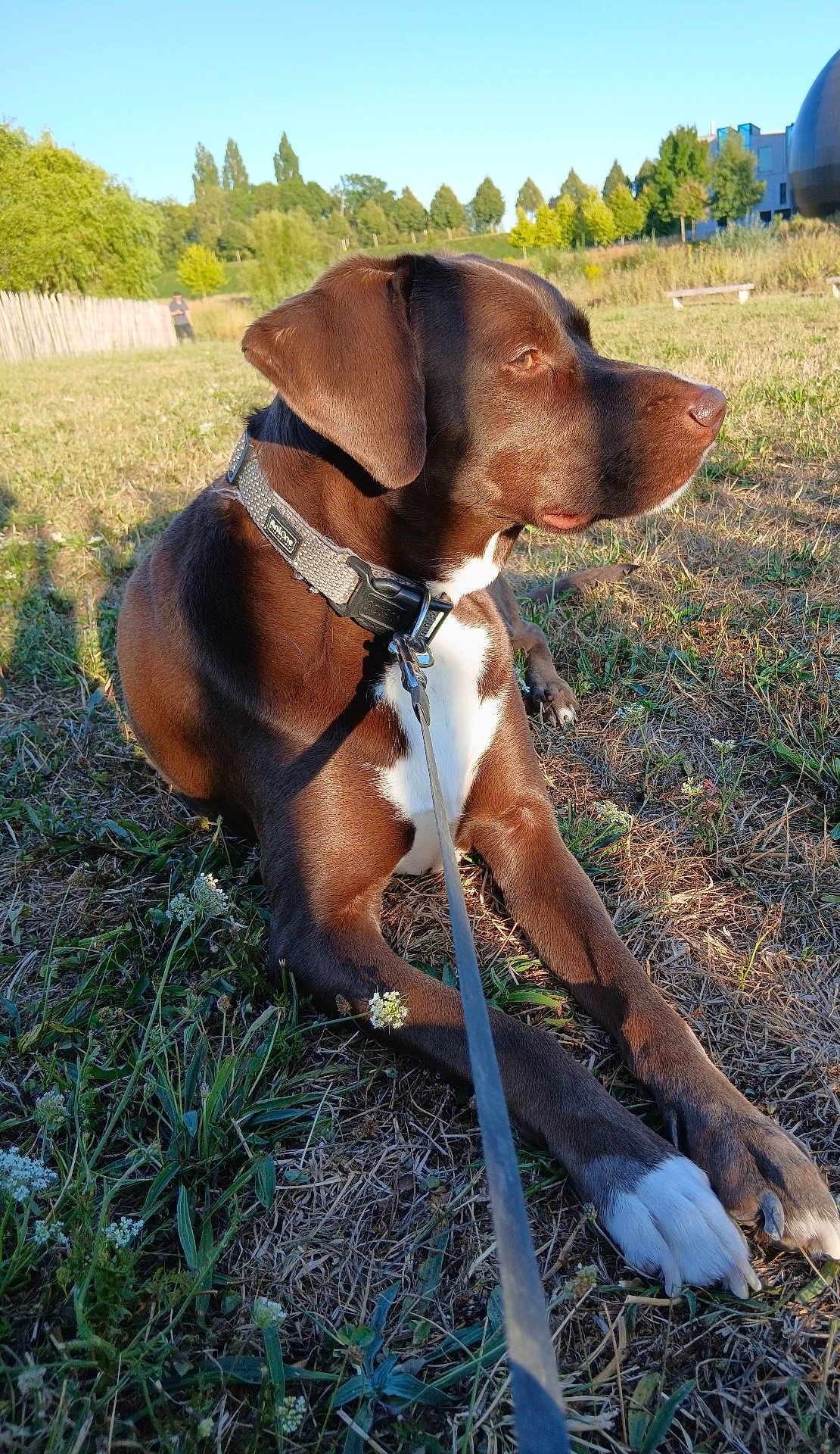 Sam participe au concours pour gagner de l'argent avec cette photo : dog, brown_dog, white_paws, leash, grass, park, trees, sunlight, outdoor, animal, pet, collar, fence, person, nature, field, resting, daylight, canine, quiet
