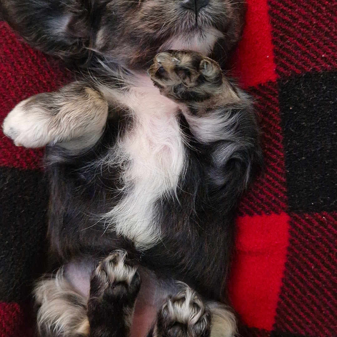 Tilly