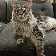 Leo joined the competition — help win amazing prizes! animal, cat, claws, couch, domestic_cat, ear_tufts, fluffy, furniture, gray, household, indoor, laying_down, long_hair, maine_coon, mammal, pet, portrait, relaxed, whiskers, yellow_eyes