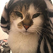 Miaw participe au concours pour gagner de l'argent avec cette photo : cat, close_up, portrait, animal, whiskers, fur, blanket, striped_blanket, cozy, indoors, pet, face, cute, feline, domestic_cat, mammal, looking_at_camera, soft_texture, warm, snuggled