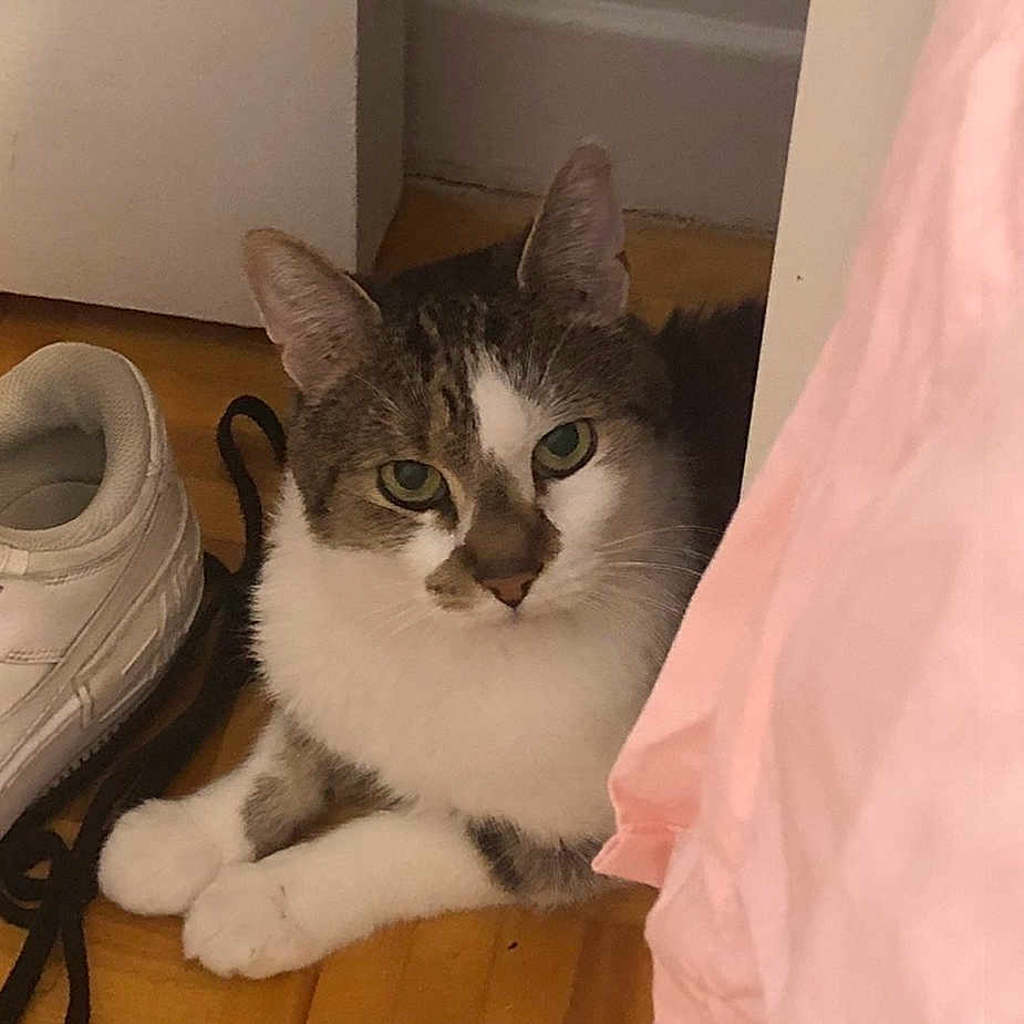 Miaw a rejoint le concours — aidez-le/la à gagner de superbes lots ! cat, indoor, floor, shoe, sneaker, doorframe, pink_fabric, curious, pet, animal, white_paws, wooden_floor, resting, feline, domestic, green_eyes, fur, closeup, quiet, home