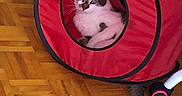 Miaw a rejoint le concours — aidez-le/la à gagner de superbes lots ! cat, red_tunnel, parquet_floor, tail, pet, indoor, feline, curious, striped_tail, circular_opening, playful, chair_leg, pink_caster, relaxing, domestic_animal, fur, eye_reflection, home, wood_floor, cubelike_toy