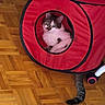 cat, red_tunnel, parquet_floor, tail, pet, indoor, feline, curious, striped_tail, circular_opening, playful, chair_leg, pink_caster, relaxing, domestic_animal, fur, eye_reflection, home, wood_floor, cubelike_toy