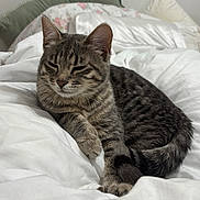 Sunny a rejoint le concours — aidez-le/la à gagner de superbes lots ! animal, bed, blanket, cat, comfort, cozy, cute, domestic, feline, fur, indoor, mammal, nap, pet, pillow, relaxed, resting, sleeping, tabby, whiskers