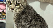 Sunny a rejoint le concours — aidez-le/la à gagner de superbes lots ! cat, tabby, indoor, pet, animal, fur, whiskers, eyes, curious, portrait, mammal, domestic, feline, sitting, closeup, young, looking, household, background, soft_light