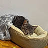 Sunny participe au concours pour gagner de l'argent avec cette photo : cat, tabby_cat, sleeping, pet_bed, blanket, gray, cozy, indoor, wooden_floor, white_wall, fur, animal, resting, cute, domestic_cat, face, ears, nose, peaceful, home