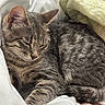 Sunny participe au concours pour gagner de l'argent avec cette photo : cat, tabby_cat, sleeping, resting, pet, feline, fur, whiskers, bed, blanket, cozy, indoor, domestic_animal, animal, cute, relaxed, soft, closeup, mammal, peaceful