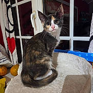 Ambre a rejoint le concours — aidez-le/la à gagner de superbes lots ! cat, kitten, calico, pet, feline, indoor, window, curtain, heart, pumpkins, cat_bed, soft, fur, whiskers, ears, tail, looking, seated, cozy, home