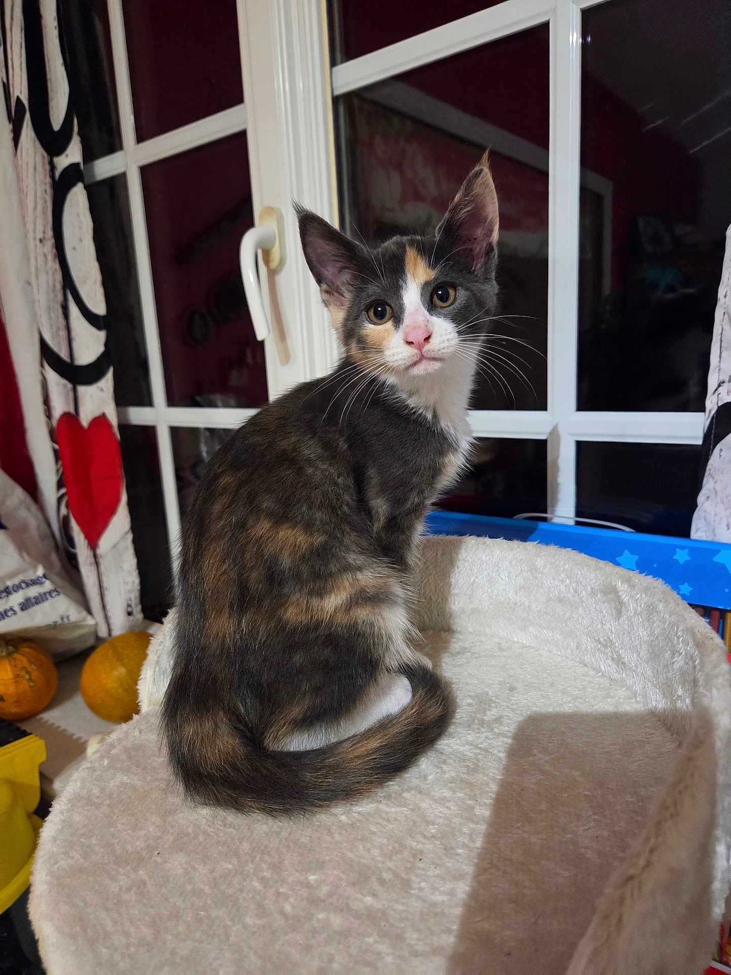 Ambre a rejoint le concours — aidez-le/la à gagner de superbes lots ! cat, kitten, calico, pet, feline, indoor, window, curtain, heart, pumpkins, cat_bed, soft, fur, whiskers, ears, tail, looking, seated, cozy, home