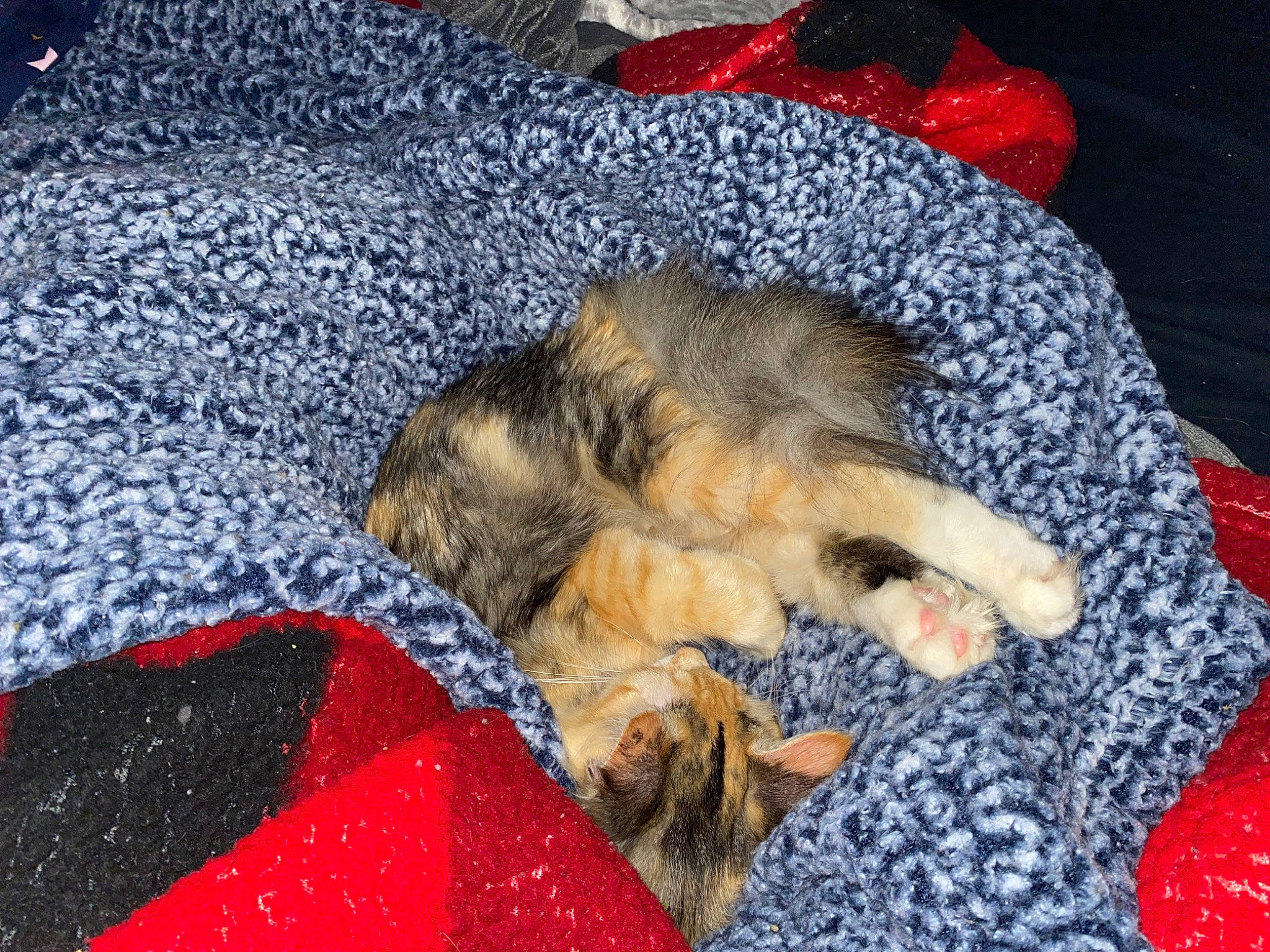 Boo-boo Kitty is registered to the contest to win money with this photo: carmine, carnivore, cat, claw, comfort, companion_dog, dog_breed, domestic_short_haired_cat, electric_blue, fawn, felidae, fur, lap, linens, paw, small_to_medium_sized_cats, sporting_group, tail, textile, whiskers