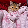 Boo-boo Kitty joined the competition — help win amazing prizes! animal, blanket, cat, comfort, cozy, cute, ears, face, feline, fur, indoor, pet, pink, red, relaxed, resting, sleepy, snuggled, soft, warm
