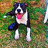dog, black_and_white, grass, outdoor, happy, tongue_out, pet, play, toy, animal, canine, smiling, nature, lawn, resting, summer, ears, paw, cute, friendly