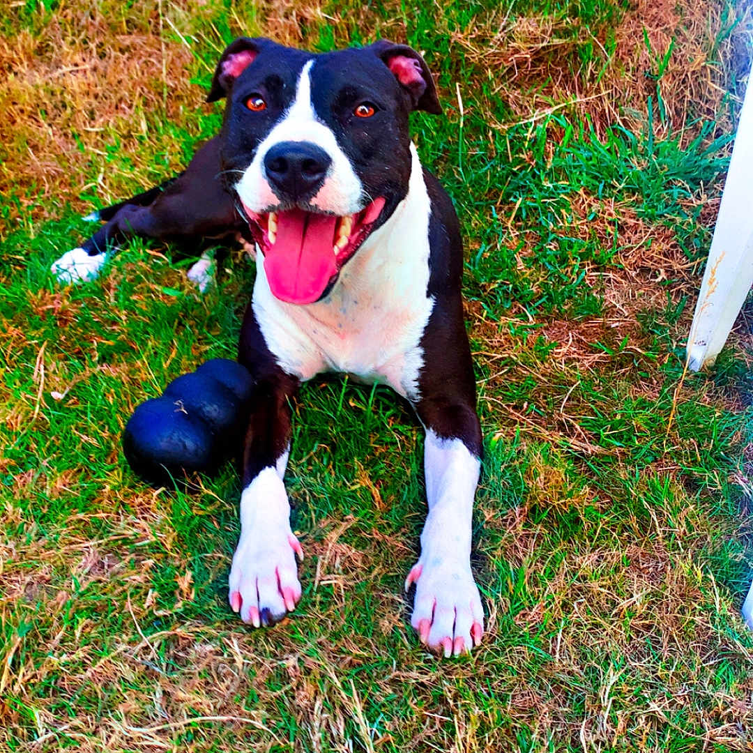 Tyson