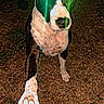 Tyson participe au concours pour gagner de l'argent avec cette photo : animal, black_and_white_dog, claw, dark, dog, glowing_eyes, grass, ground, hand, jeans, night, outdoor, paw, person, pet, playful, retro, spooky, timestamp, vhs_effect