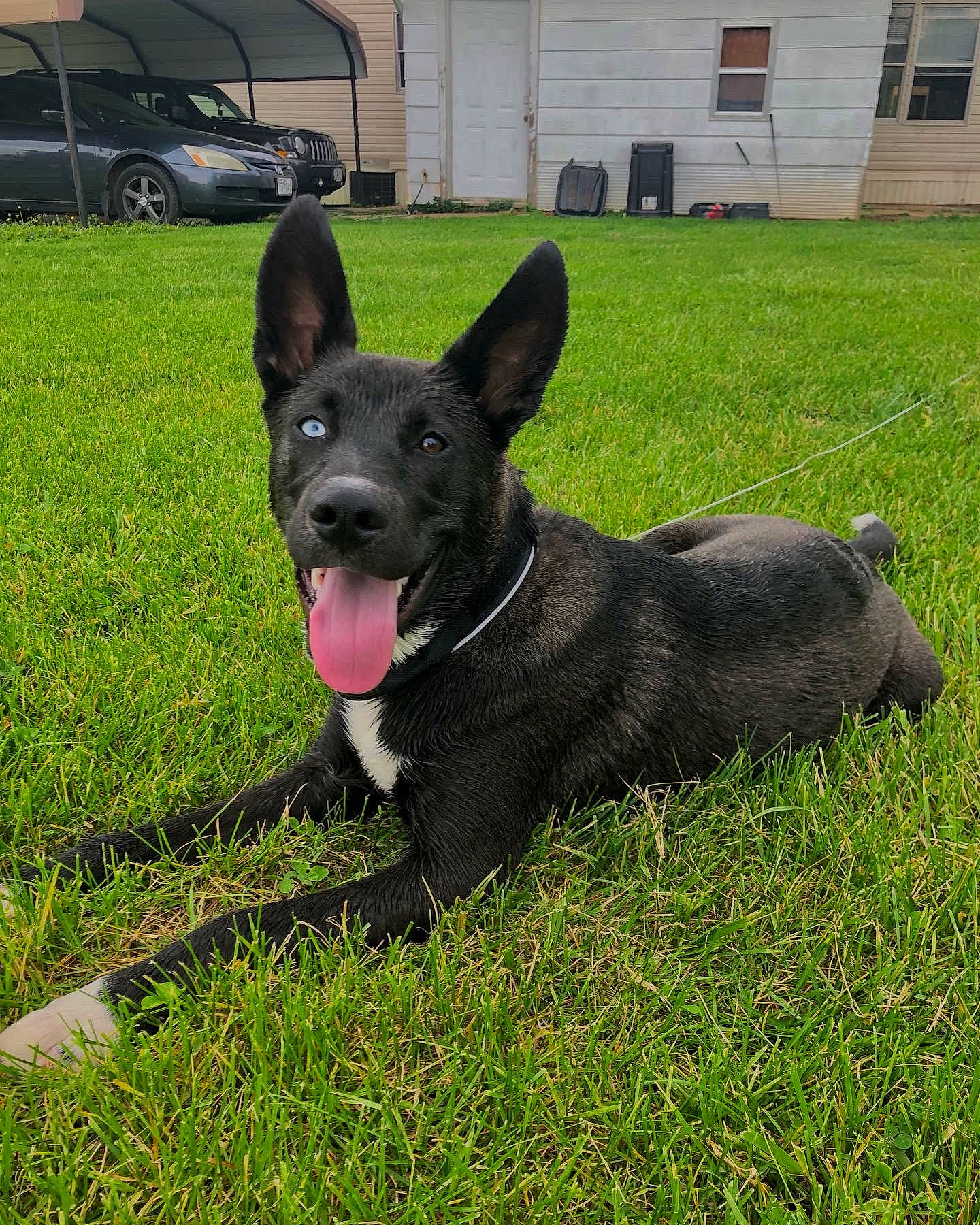 Cheech is registered to the contest to win money with this photo: canidae, car, carnivore, collar, companion_dog, dog, dog_breed, dog_collar, dog_supply, door, grass, guard_dog, lawn, plant, sporting_group, tail, whiskers, window, working_animal, working_dog