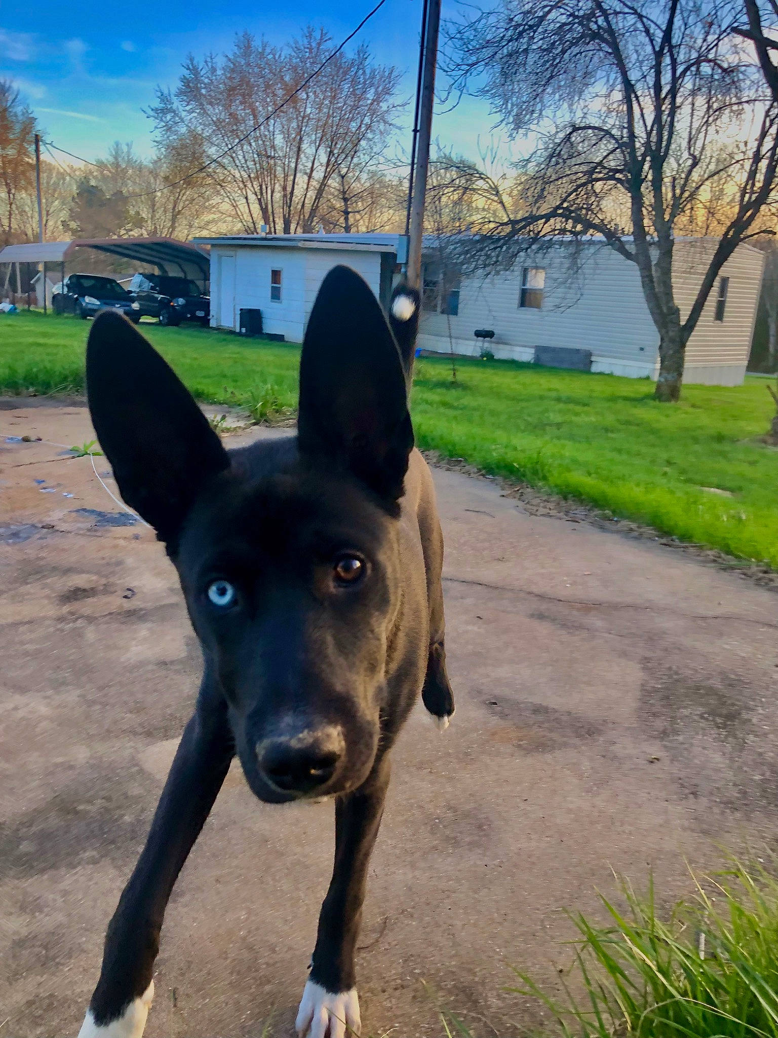 Cheech joined the competition — help win amazing prizes! canidae, carnivore, cloud, companion_dog, dog, dog_breed, fawn, grass, guard_dog, landscape, non_sporting_group, plant, sky, snout, sporting_group, tail, tree, window, working_animal, working_dog