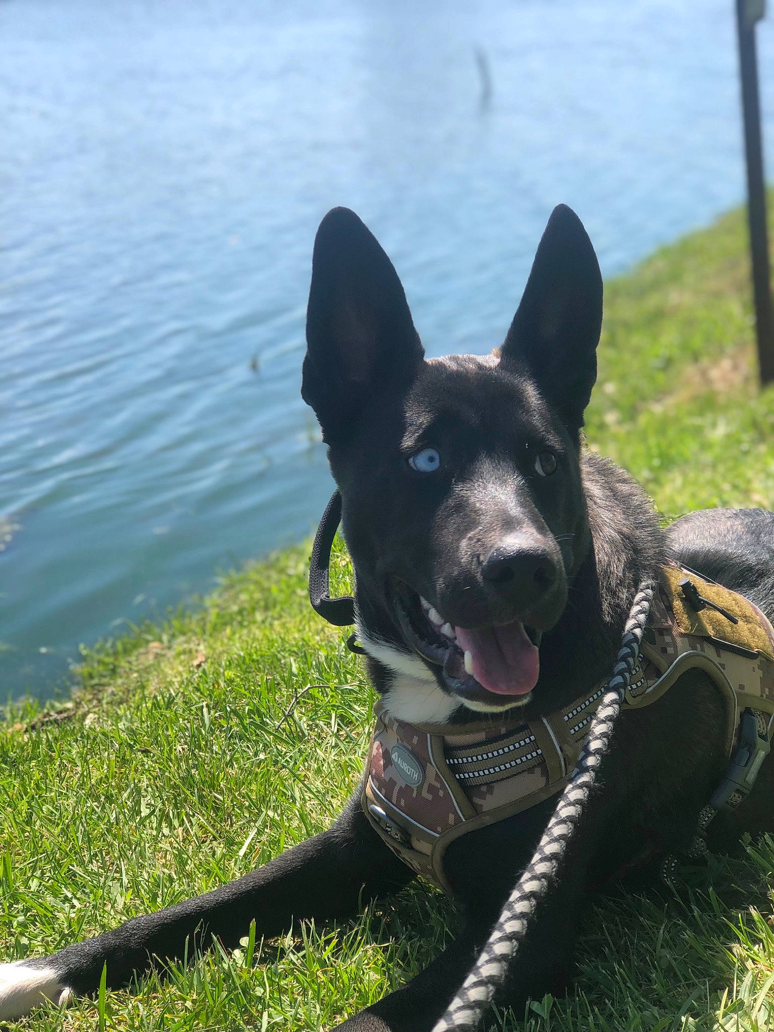 Cheech joined the competition — help win amazing prizes! adventure, canidae, carnivore, collar, dog, dog_breed, dog_collar, grass, guard_dog, herding_dog, lake, non_sporting_group, plant, recreation, snout, sporting_group, tail, water, working_animal, working_dog