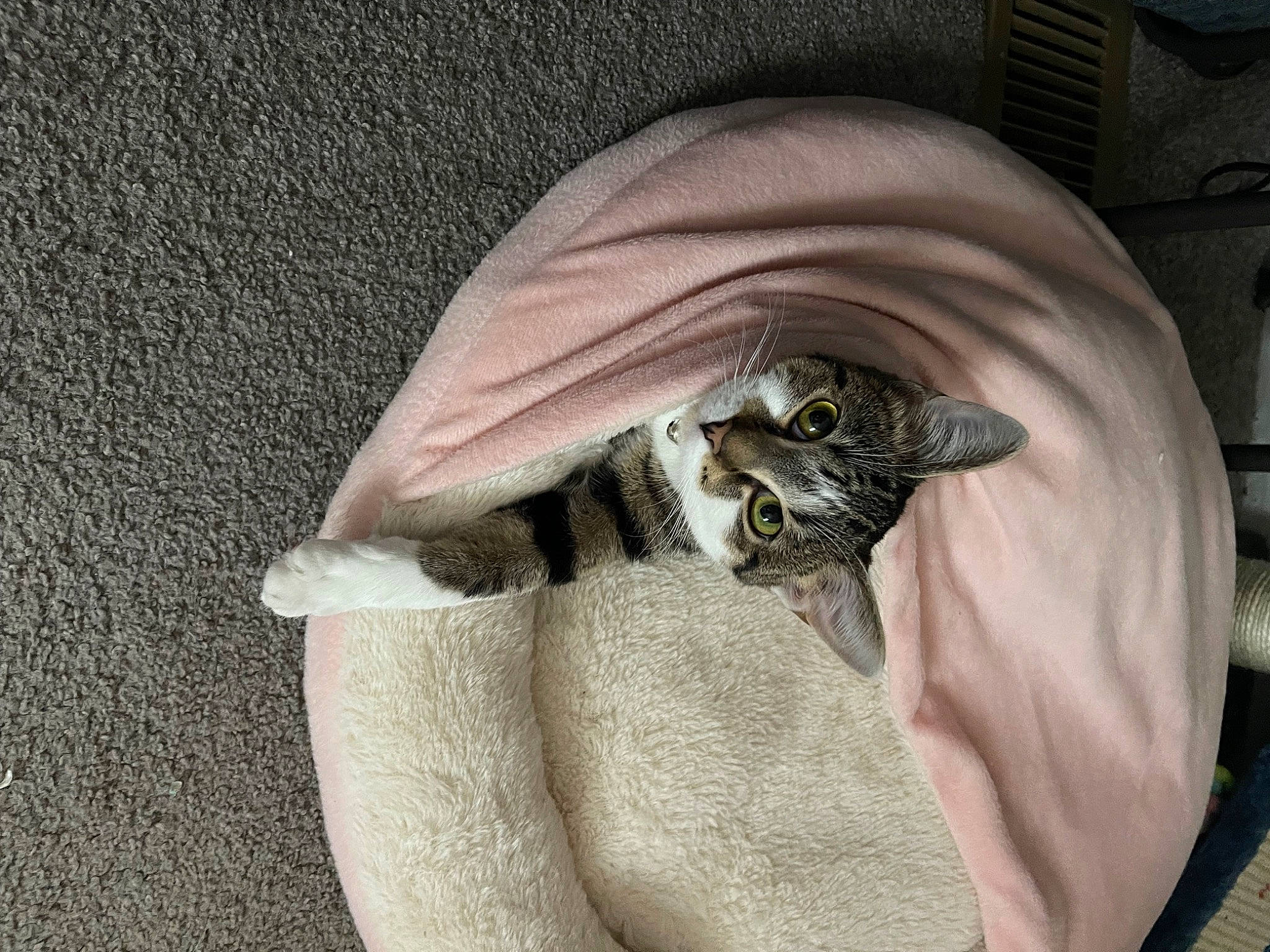 Missy joined the competition — help win amazing prizes! bat, carnivore, cat, claw, comfort, domestic_short_haired_cat, felidae, fur, grey, small_to_medium_sized_cats, tail, whiskers