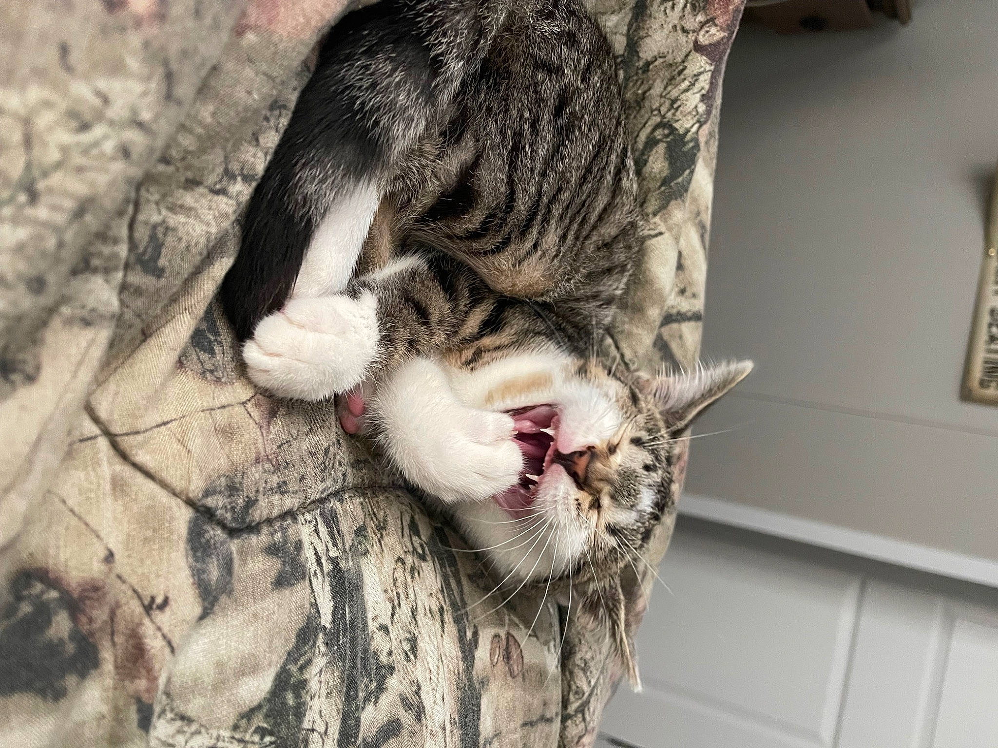 Missy is registered to the contest to win money with this photo: carnivore, cat, claw, domestic_short_haired_cat, fang, felidae, fur, paw, picture_frame, small_to_medium_sized_cats, snout, tail, terrestrial_animal, tree, whiskers, yawn