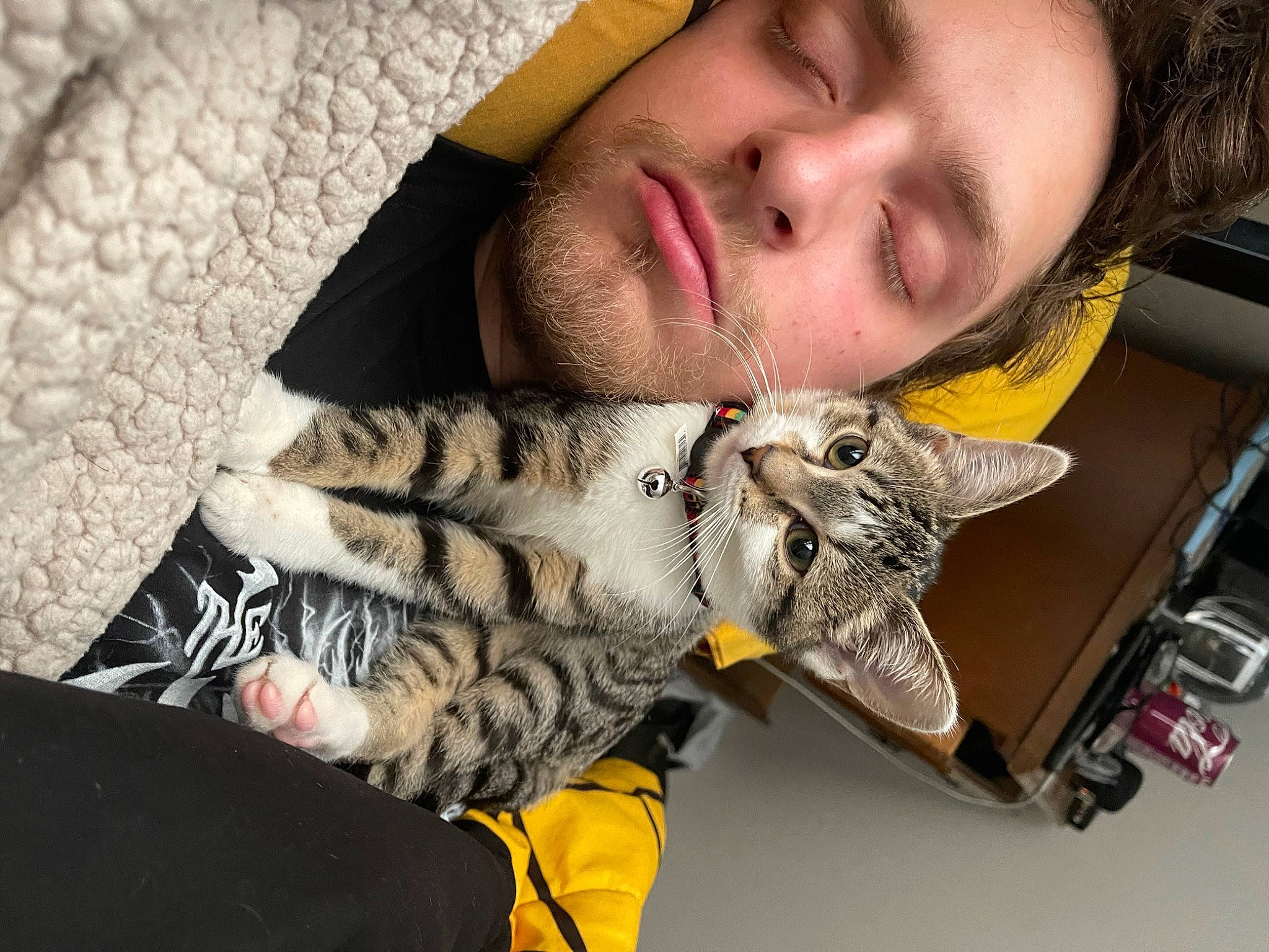 Missy joined the competition — help win amazing prizes! beard, carnivore, cat, claw, comfort, domestic_short_haired_cat, eyewear, facial_hair, felidae, fur, linens, nap, paw, personal_protective_equipment, selfie, sitting, sleep, small_to_medium_sized_cats, snout, whiskers