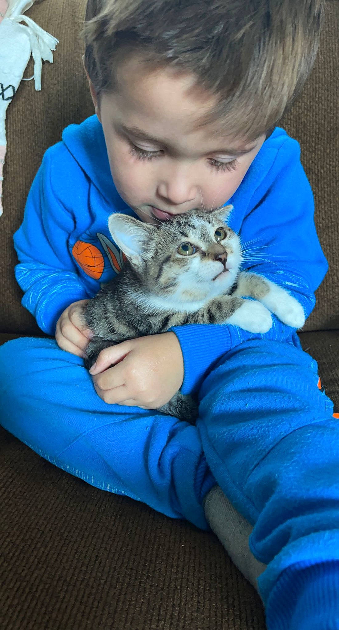 Missy is registered to the contest to win money with this photo: carnivore, cat, child, comfort, domestic_short_haired_cat, electric_blue, fawn, felidae, finger, fur, gesture, grass, hand, happy, lap, plant, sitting, small_to_medium_sized_cats, toddler, whiskers