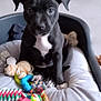 puppy, dog, black_dog, dog_bed, toy, kong_toy, indoor, pet, animal, cute, sitting, playful, white_patch, floor, crate, basket, furniture, cozy, young_dog, household